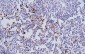 CD123 Antibody